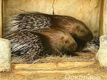 Старооскольский зоопарк предлагает горожанам выбрать имя для малыша-дикобраза