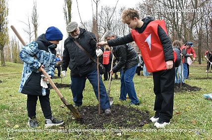 В Старом Осколе высадили Аллею Памяти в честь ликвидаторов Чернобыльской АЭС