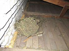 Дикорастущая конопля обернулась для старооскольца судимостью и штрафом