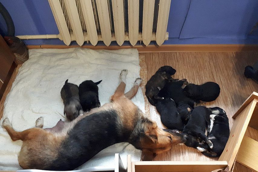 Парень спас и приютил девять щенков, но им нужна помощь