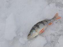 Рыбак заплатит 350 тысяч рублей за 16 лещей, выловленных в Старооскольском водохранилище