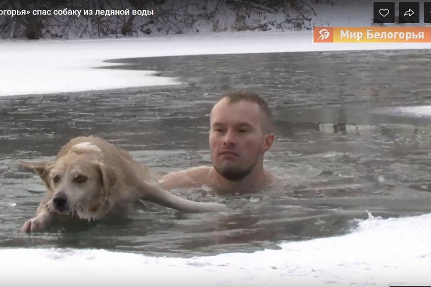 В Старом Осколе журналист «Мира Белогорья» спас собаку из ледяной воды