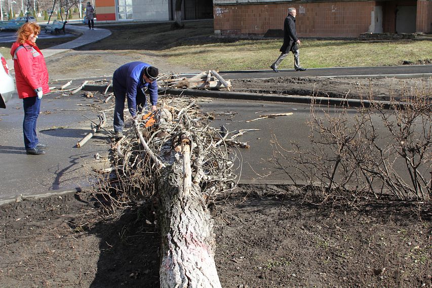 Аварийное дерево в Старом Осколе спилили только после вмешательства прокуратуры