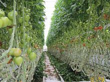 Голливудская кинокомпания через Роспатент оспаривает товарный знак старооскольского производителя овощей