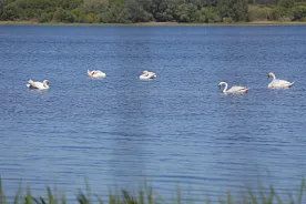 На Оскольское водохранилище залетели лебеди.