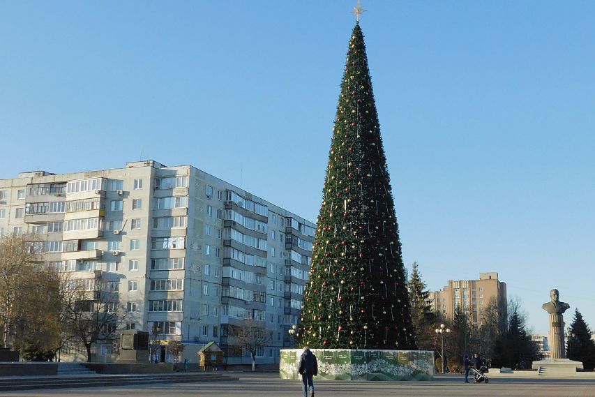 Главная ёлка Старого Оскола участвует в областном конкурсе на лучшее новогоднее дерево