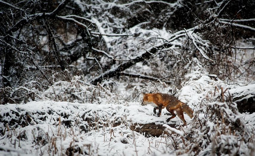 В Белгородской области открылся сезон охоты на пушных животных