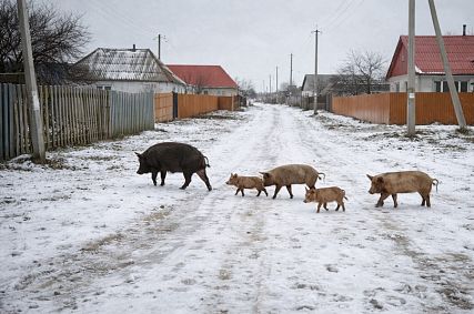 Агрессивные свиньи держат в страхе жителей старооскольского села