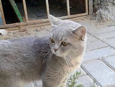 Найден кот