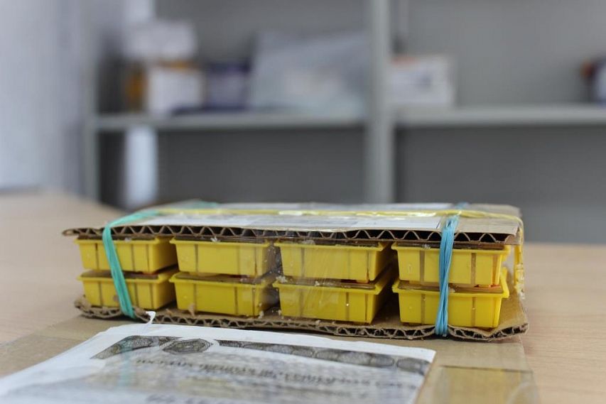 Почта России открыла сезон доставки пчёл в Белгородской области