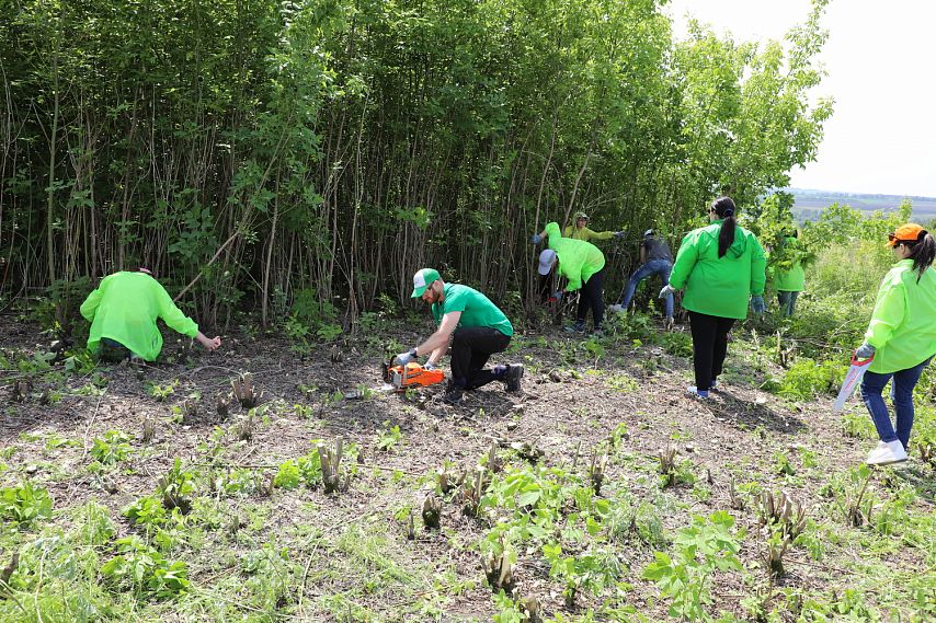 Волонтёры ОЭМК расчистили от американского клёна территорию заповедника «Белогорье»