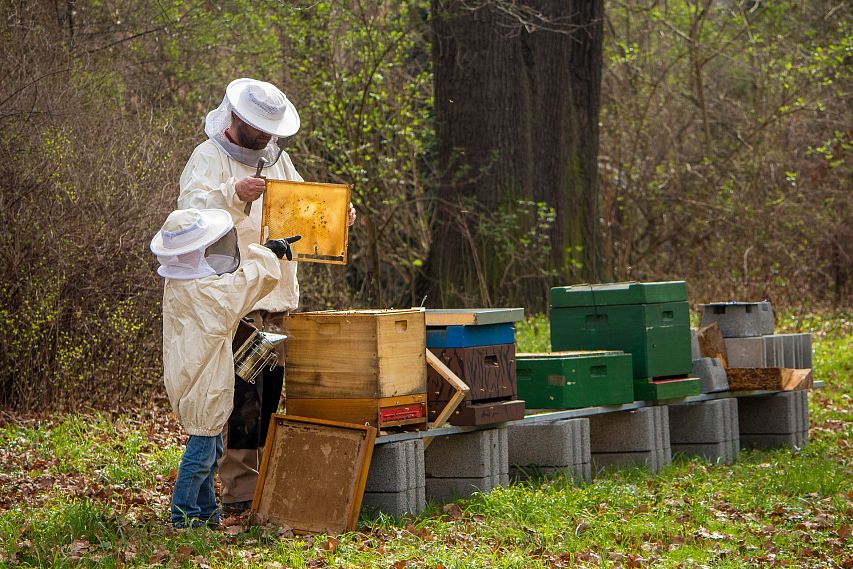 В Белгородской области отменён закон о пчеловодстве