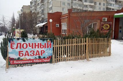 Где купить живую ёлку: в Старом Осколе утвердили места продажи