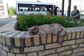 Бездомные коты Старого Оскола