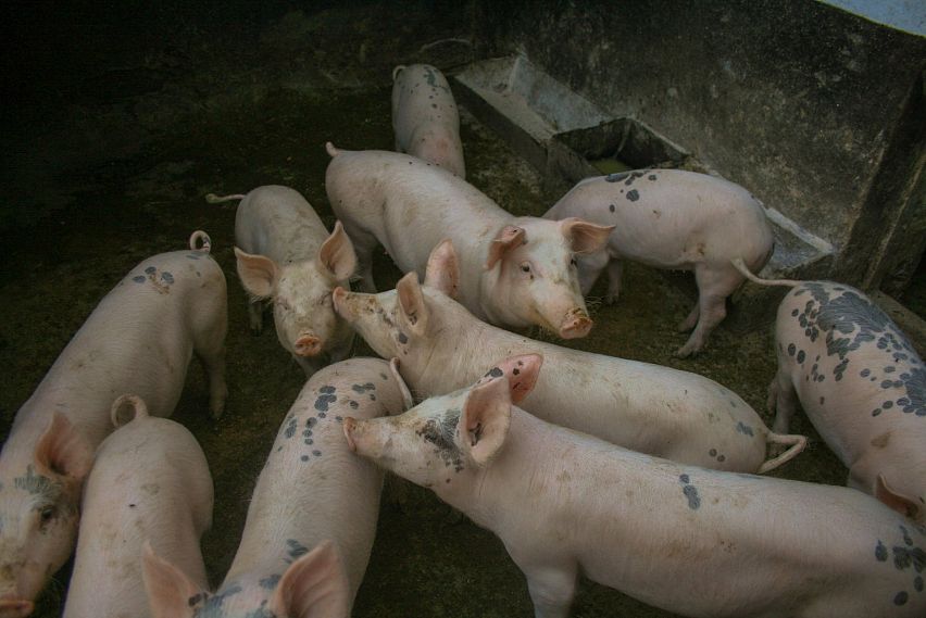 Африканская чума свиней могла попасть на Белгородчину из Новгородской области