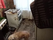Оскольчанка пожаловалась губернатору на соседку-пенсионерку с тараканами и антисанитарией
