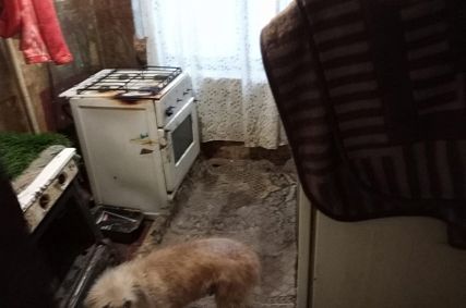 Оскольчанка пожаловалась губернатору на соседку-пенсионерку с тараканами и антисанитарией