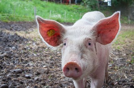 На белгородском «Мираторге» обнаружили вторую вспышку африканской чумы свиней