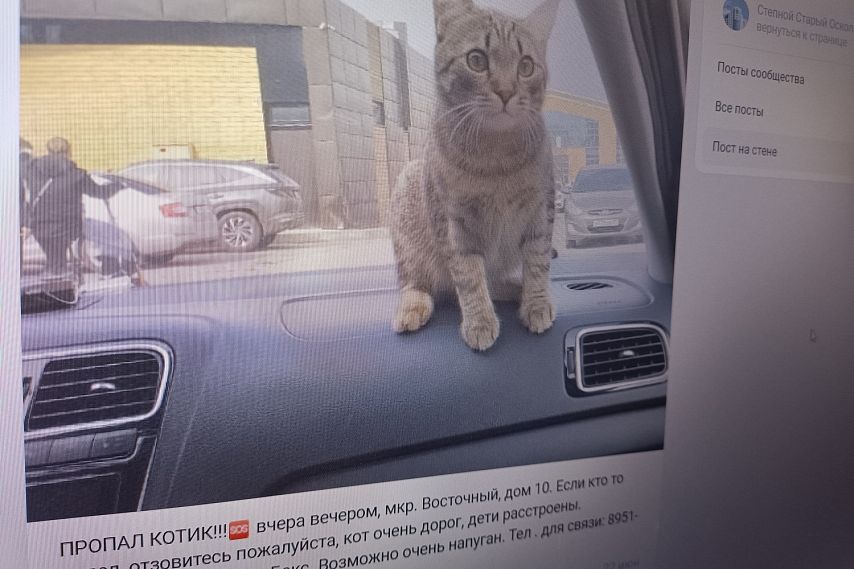 В Белгородской области кошек теряют чаще, чем собак