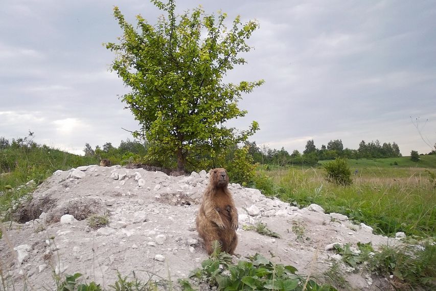 В Белгородской области увеличилась численность сурков байбаков