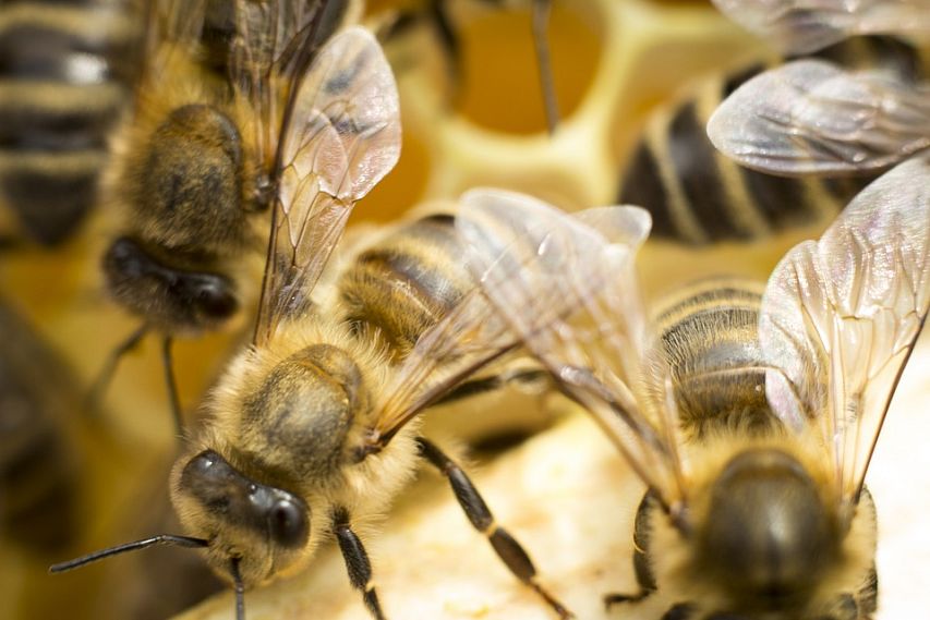 В Белгородской области сельхозкооператив возместит пчеловодам стоимость погибших пчёл