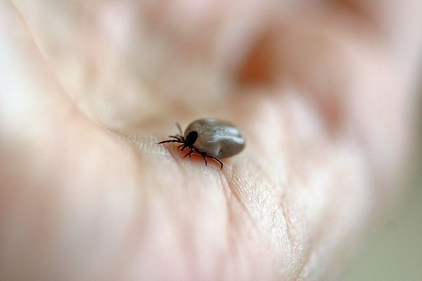В Роскачестве рассказали, как уберечь себя от укусов клещей