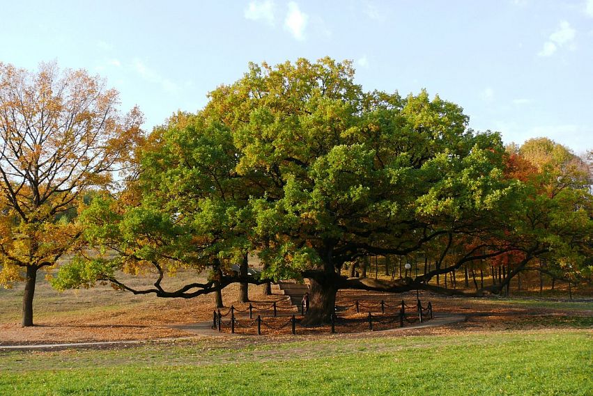 Белгородский дуб является одним из лидеров конкурса на звание главного дерева Европы