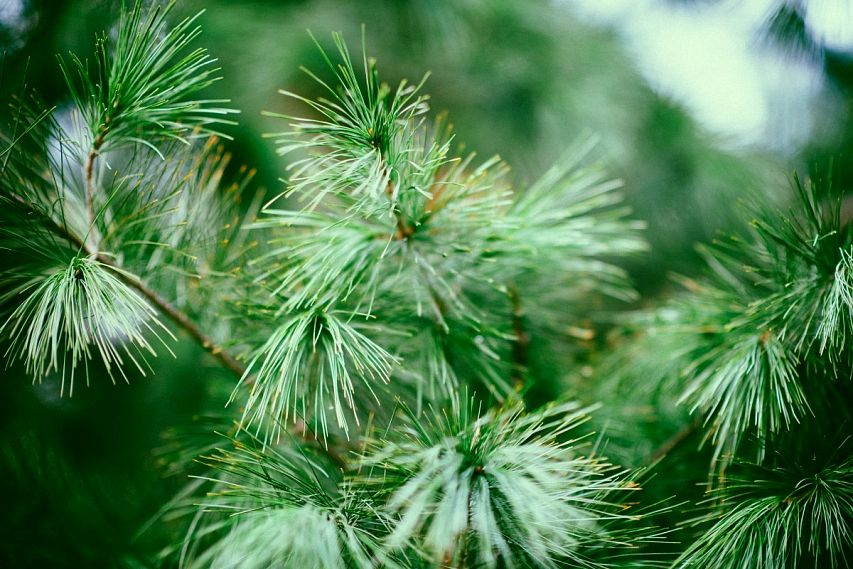 Старооскольский лесхоз объявляет о старте продаж новогодних деревьев