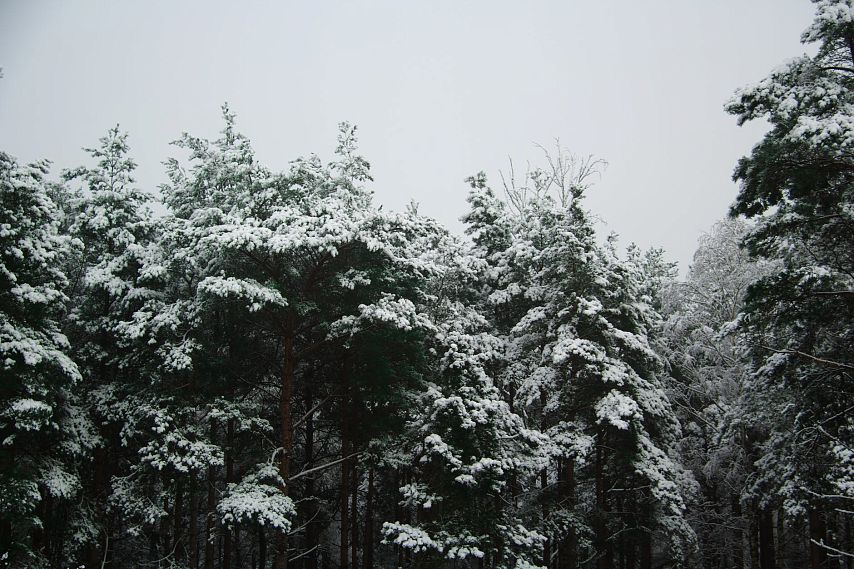 Погода в осколе на 14 дней. Белгородская область верхняя сосна. Зима Сосновый лес рассвет. Гусаров Иван Афанасьевич старый Оскол Белгородской обл. Падает снег в лесу фото хвойный лес.