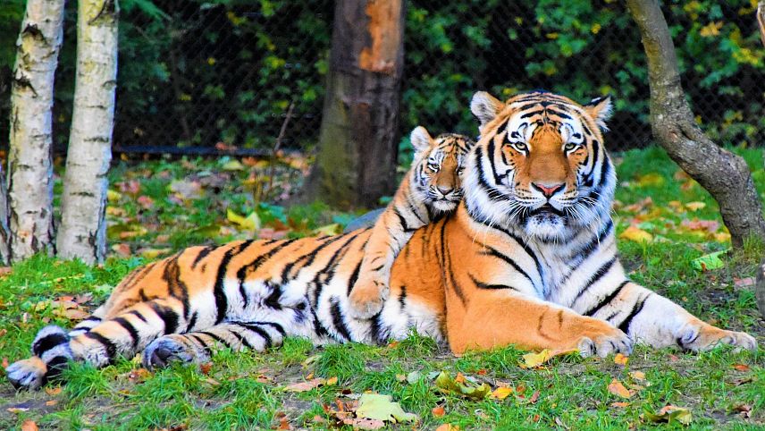 Металлоинвест выделил деньги на корм тигров в Старооскольском зоопарке