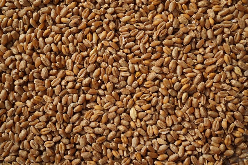 Старооскольский комбинат хлебопродуктов купил пшеницу без декларации