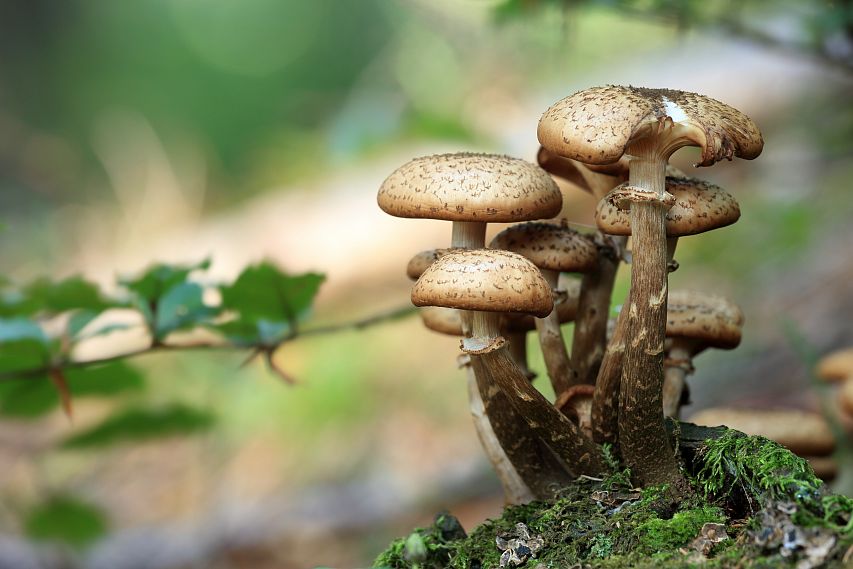 В Старом Осколе 7 человек отравились грибами